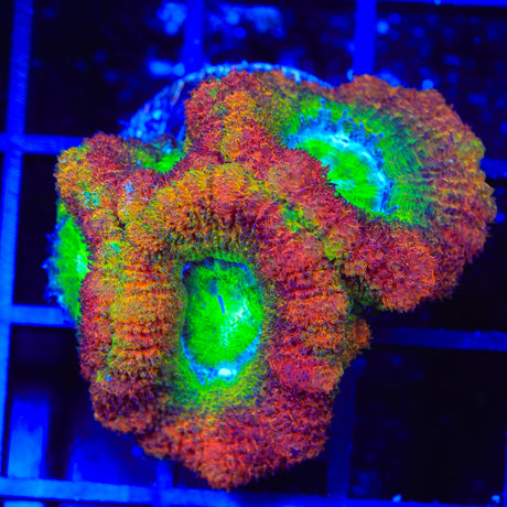 Crazy Rainbow Acan Coral