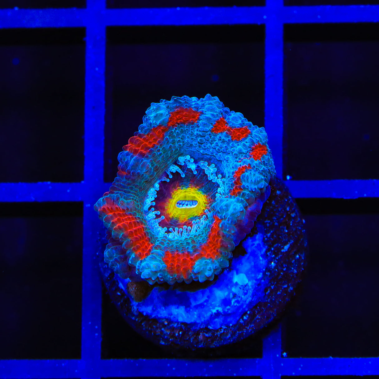 TSA Solar Blast Acan Coral - Top Shelf Aquatics