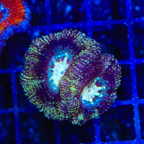 Ultra Acan Coral