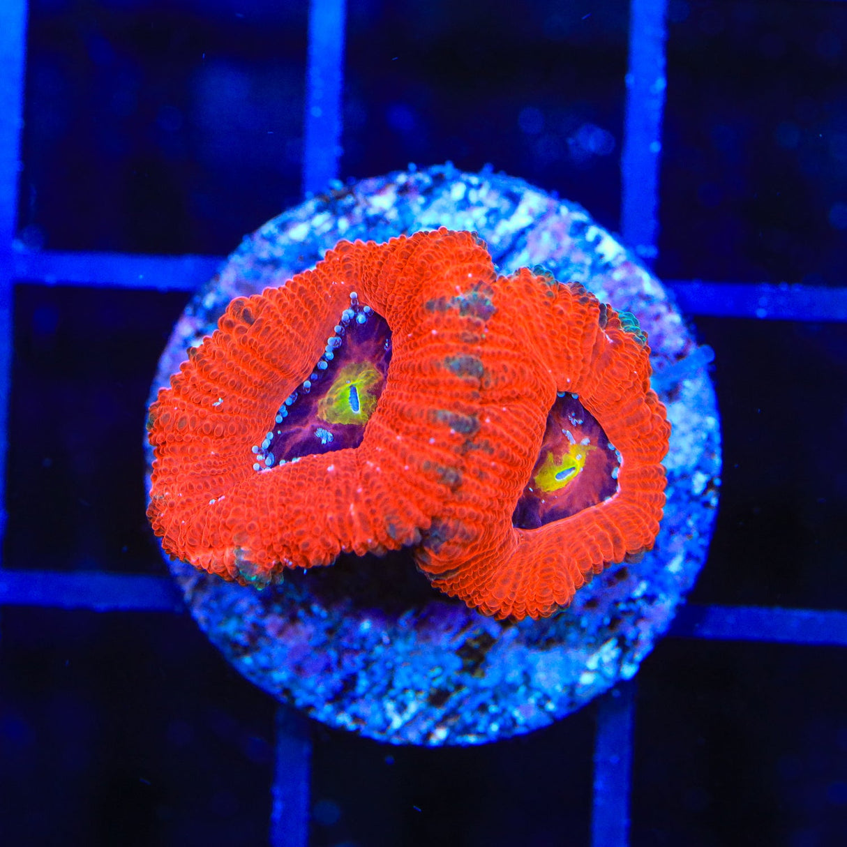 TSA Solar Blast Acan Coral