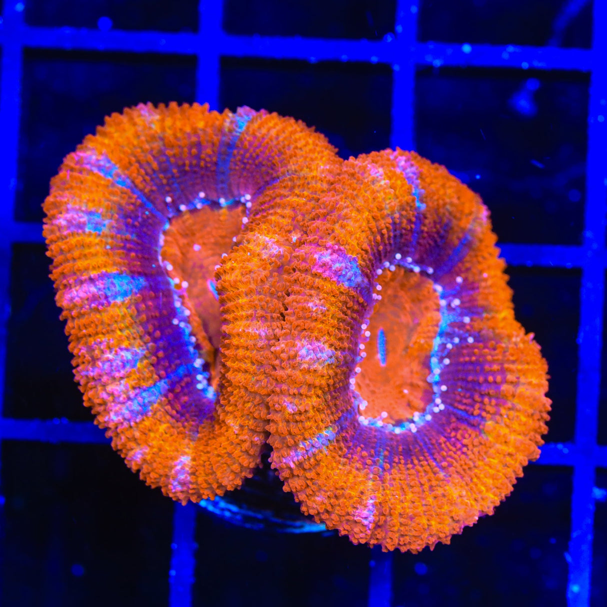 Ultra Orange Rainbow Acan Coral