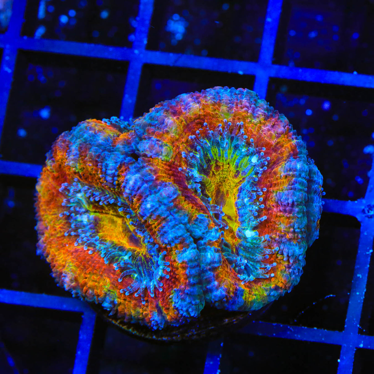 Rainbow Acanthastrea Coral