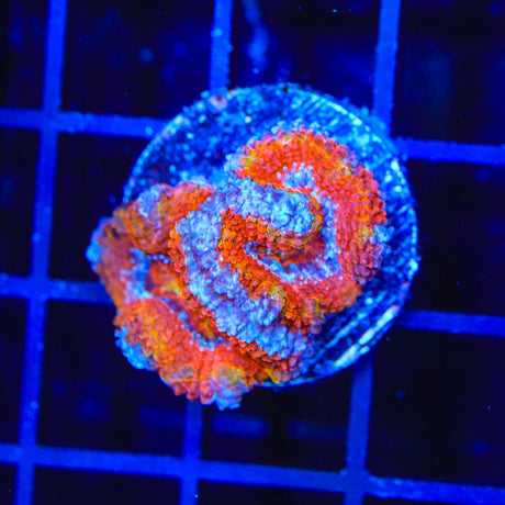 Rainbow Acan Coral