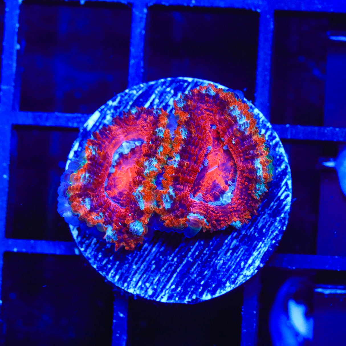 Rainbow Acan Coral