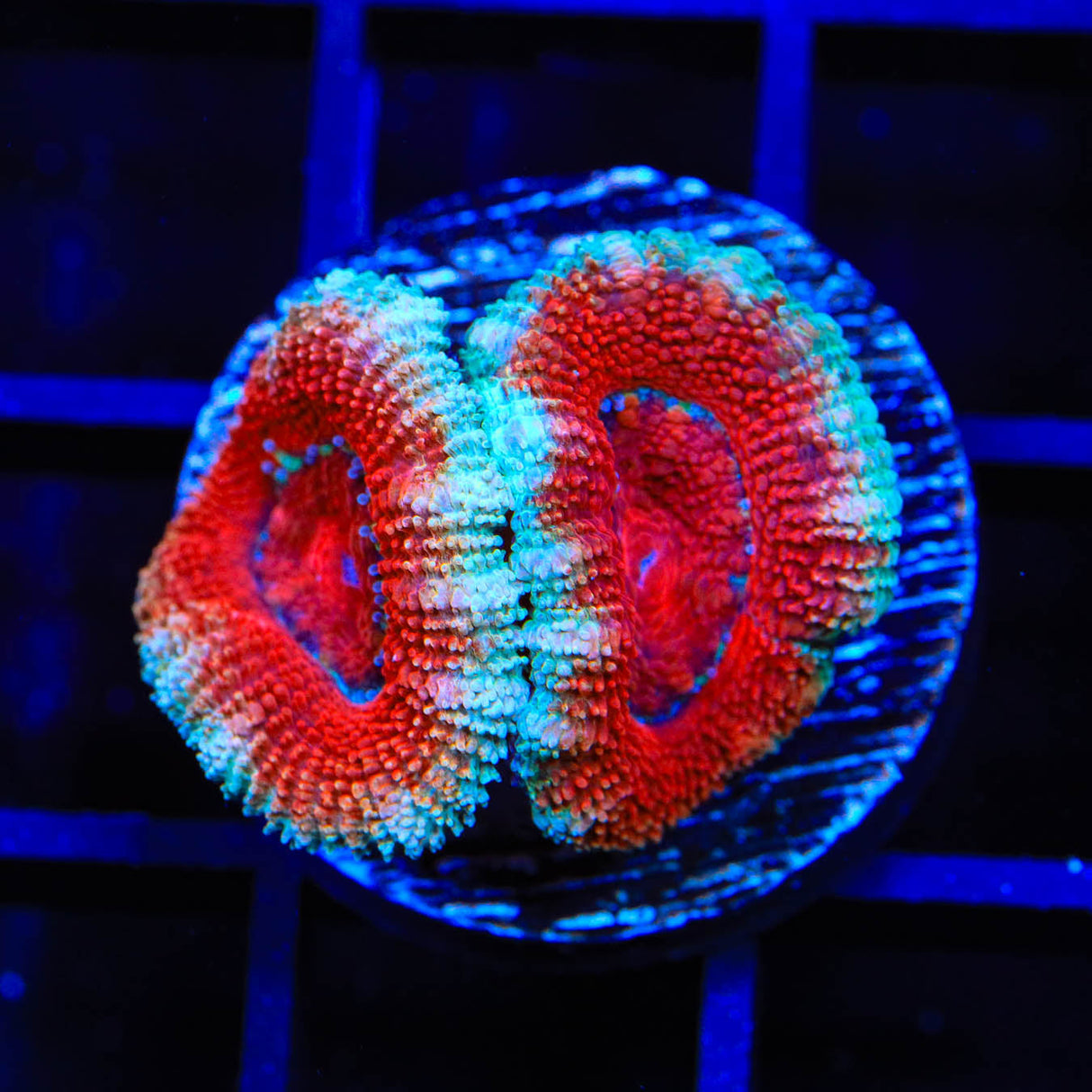 Ultra Acan Coral - Top Shelf Aquatics