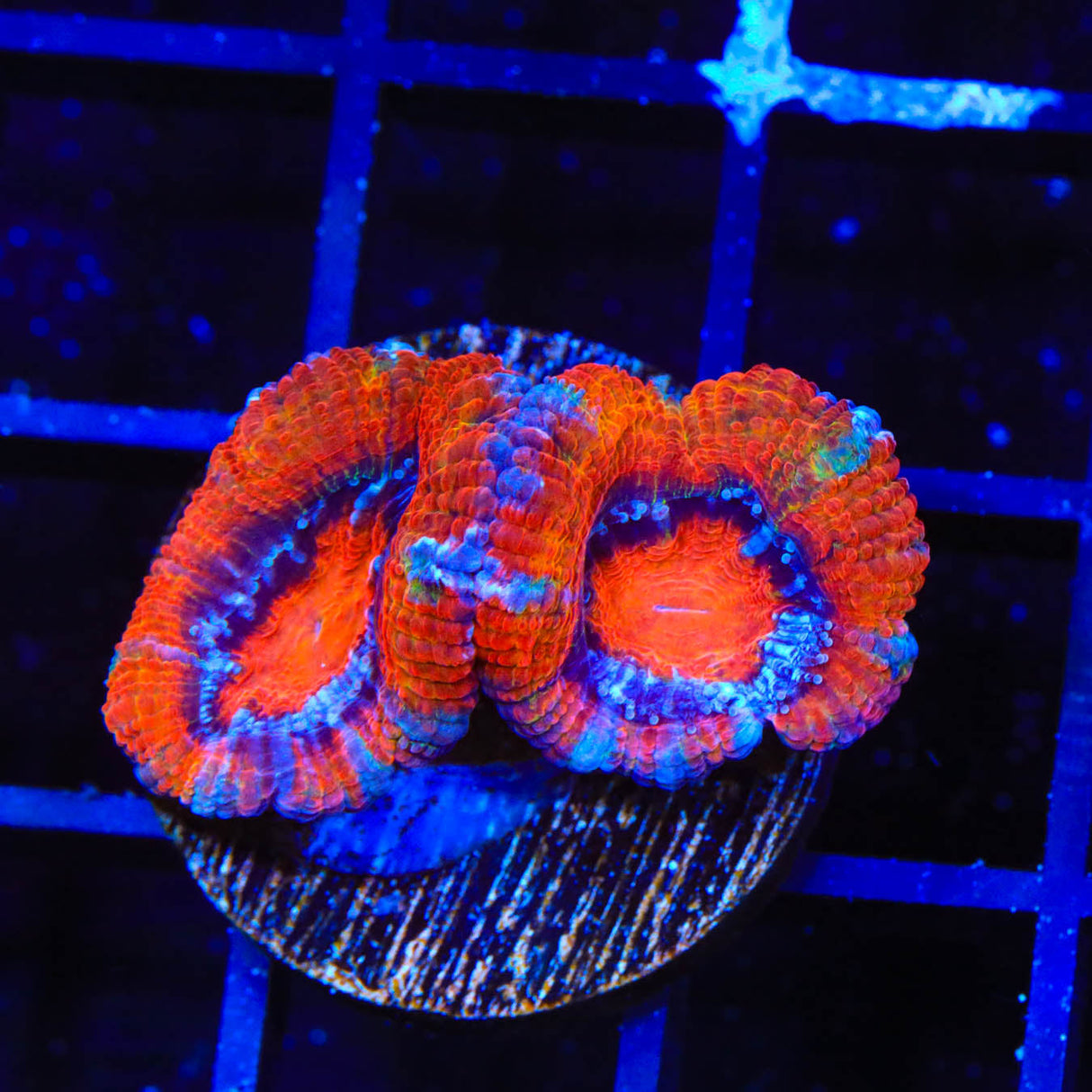Ultra Acanthastrea Coral
