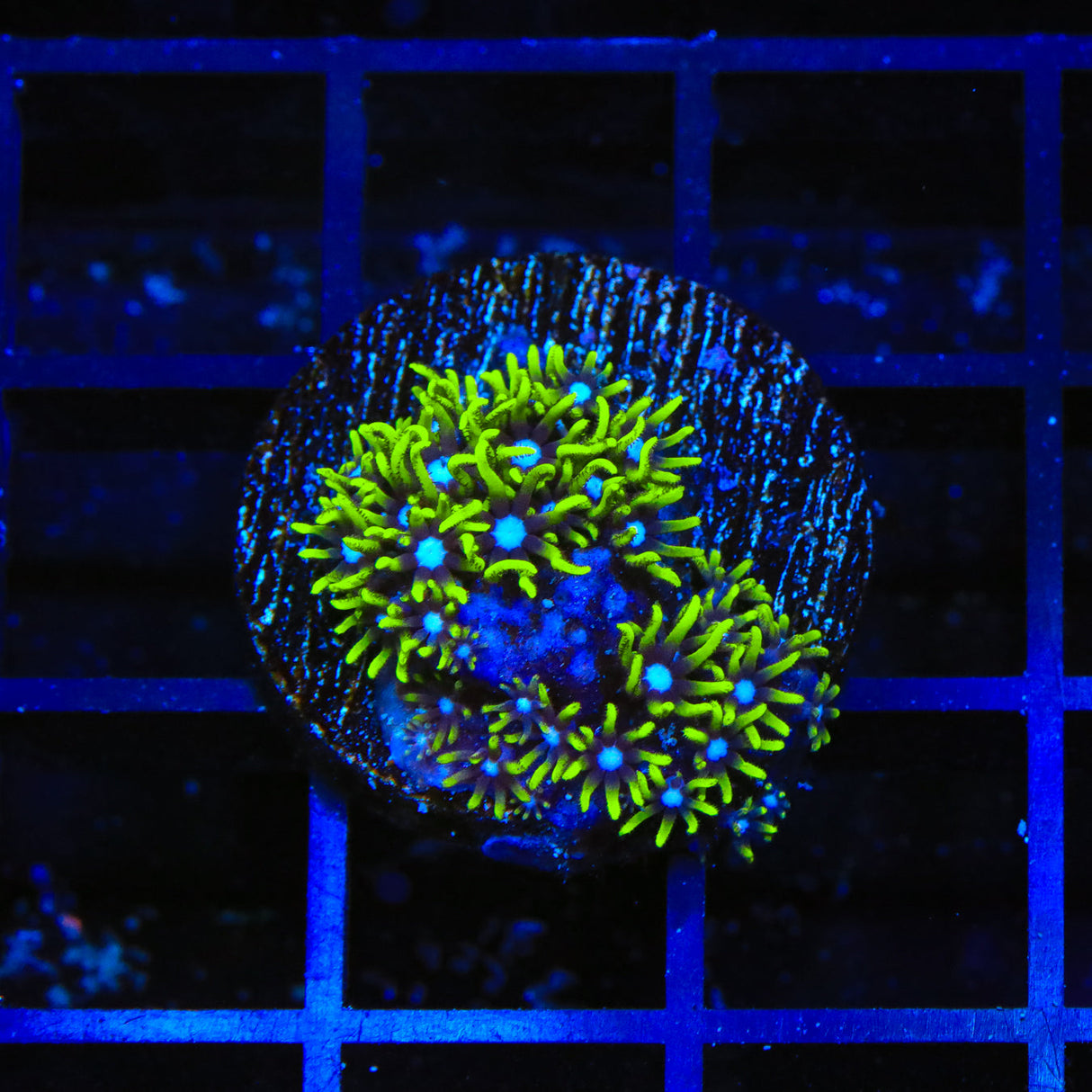 Blue Eye Star Polyps Coral