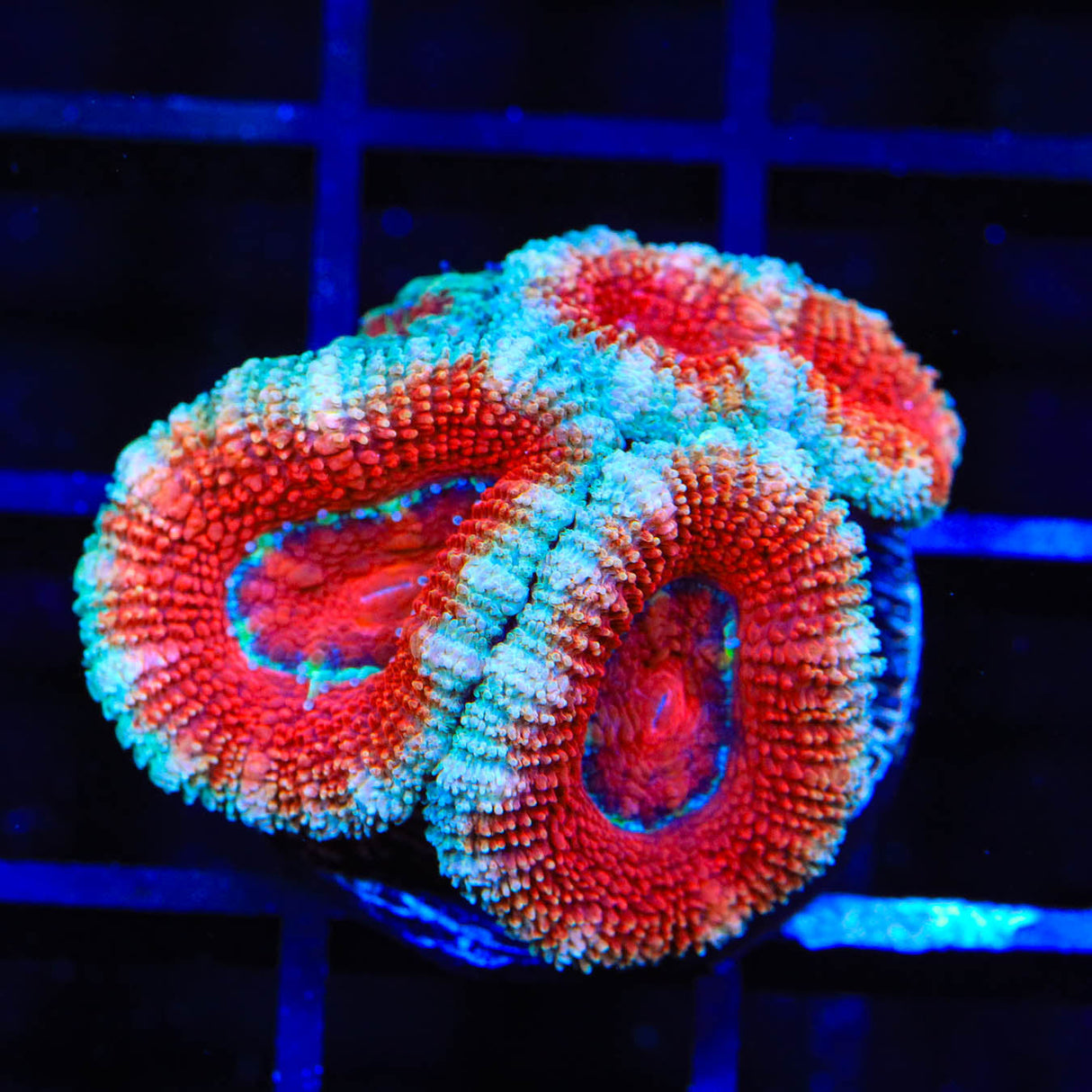 Ultra Acan Coral - Top Shelf Aquatics