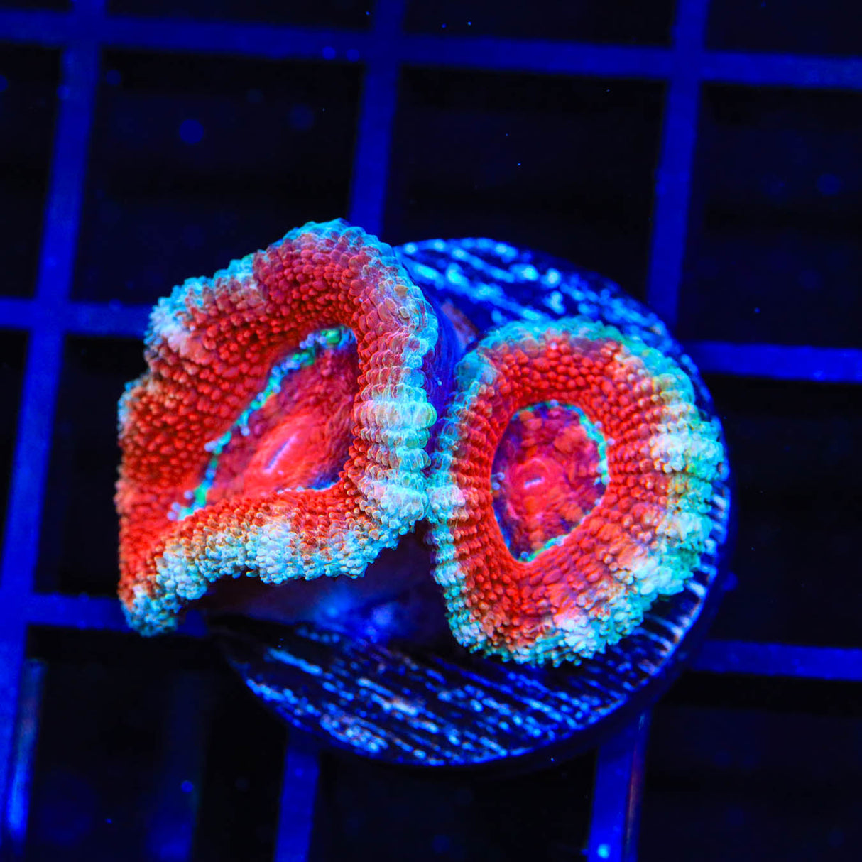 Ultra Acan Coral