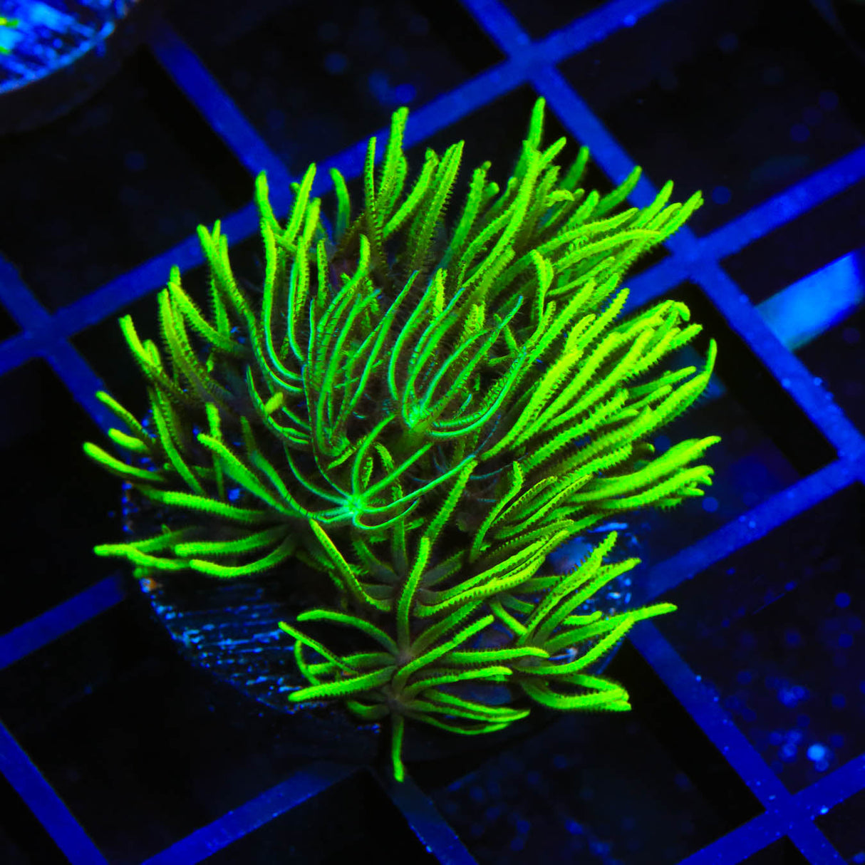 Green Star Polyps Coral