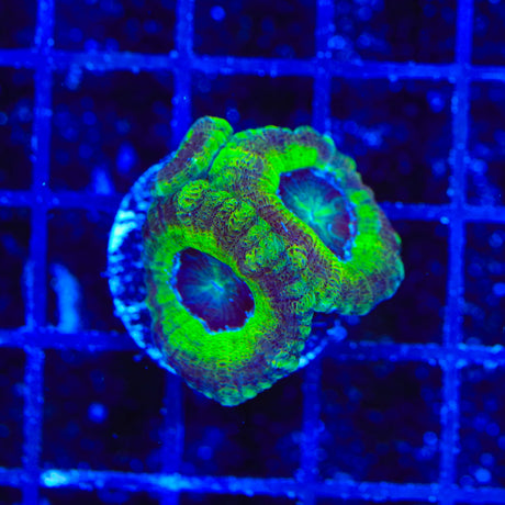 Ultra Acan Coral