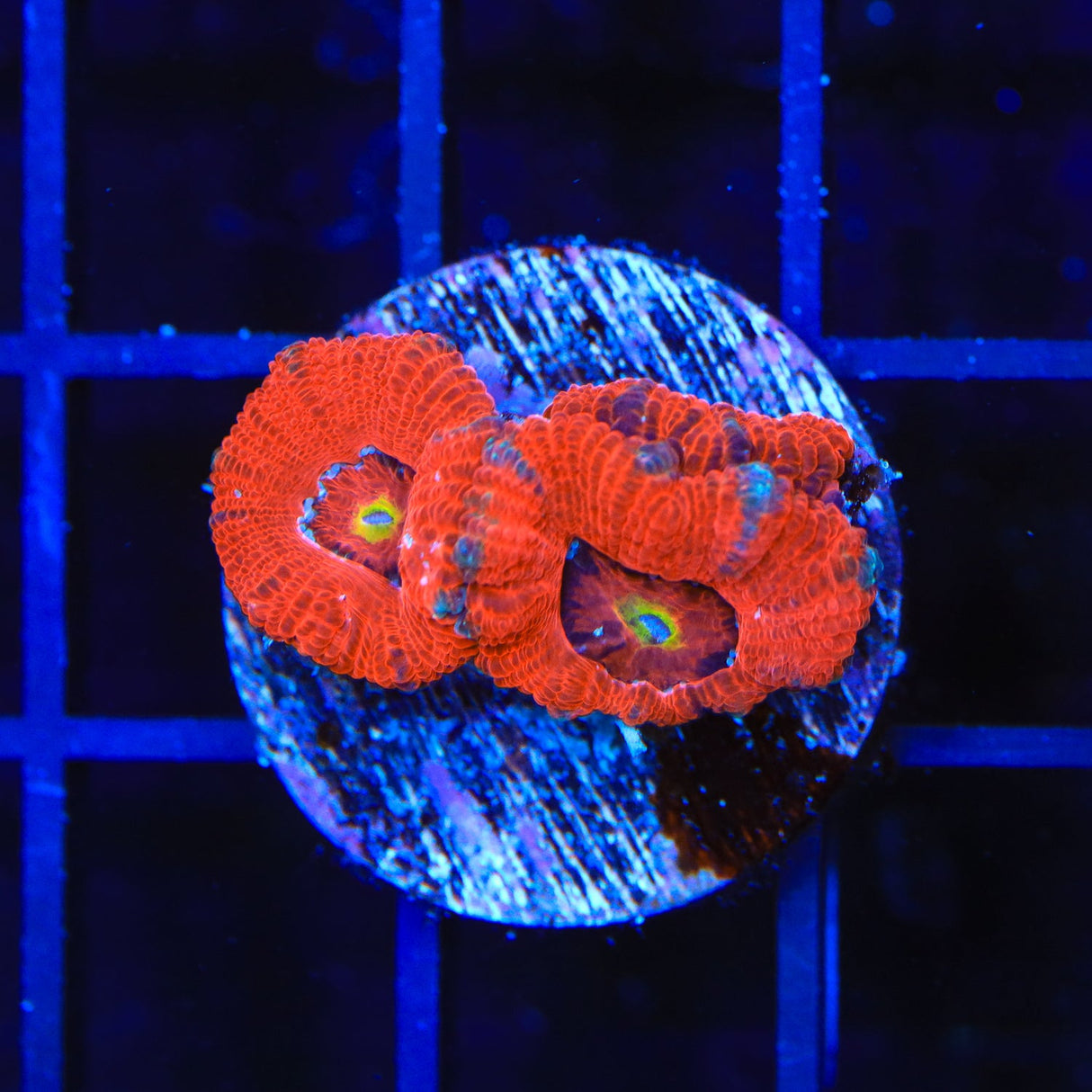 TSA Solar Blast Acan Coral