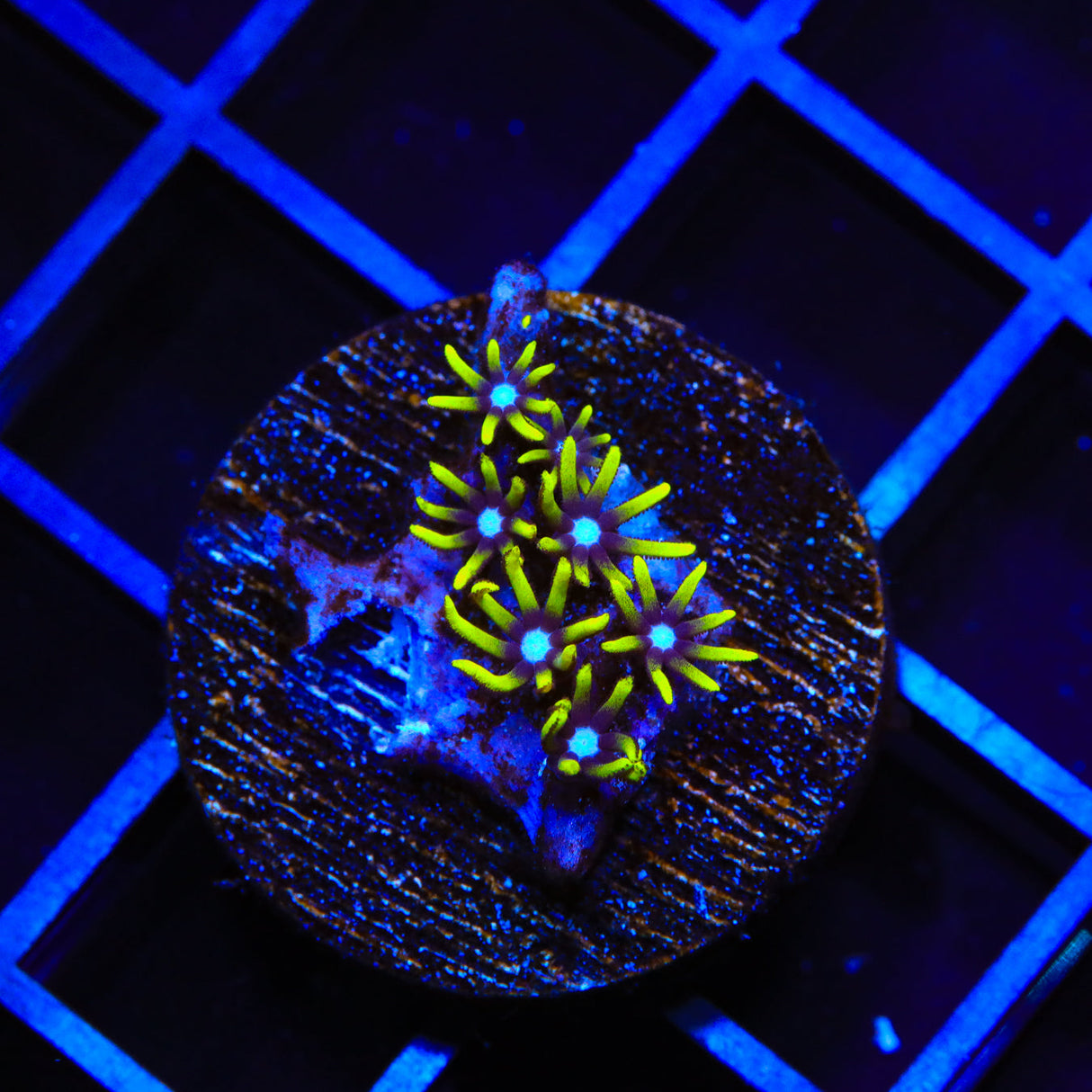 Blue Eye Star Polyps Coral - Top Shelf Aquatics