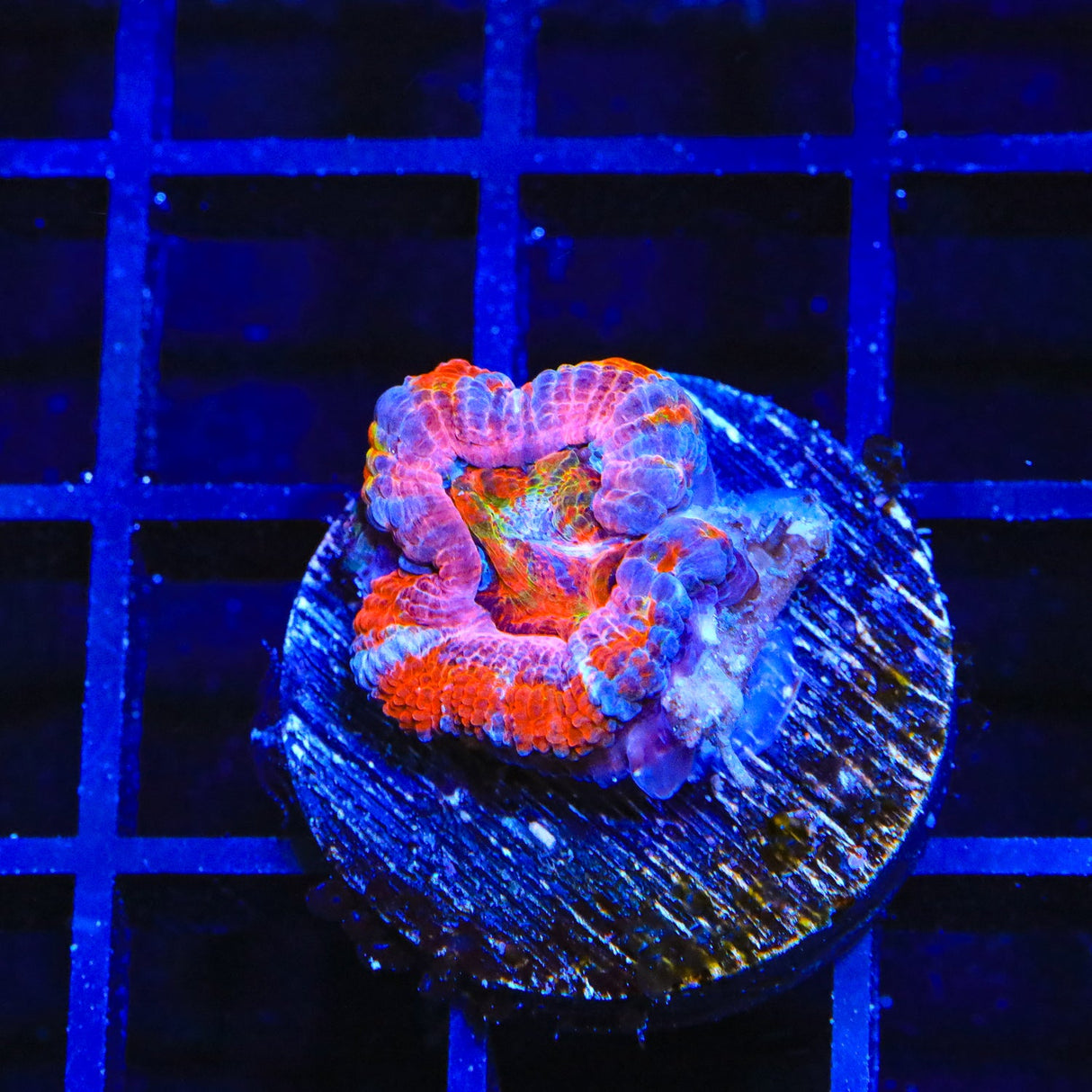 Rainbow Acan Coral