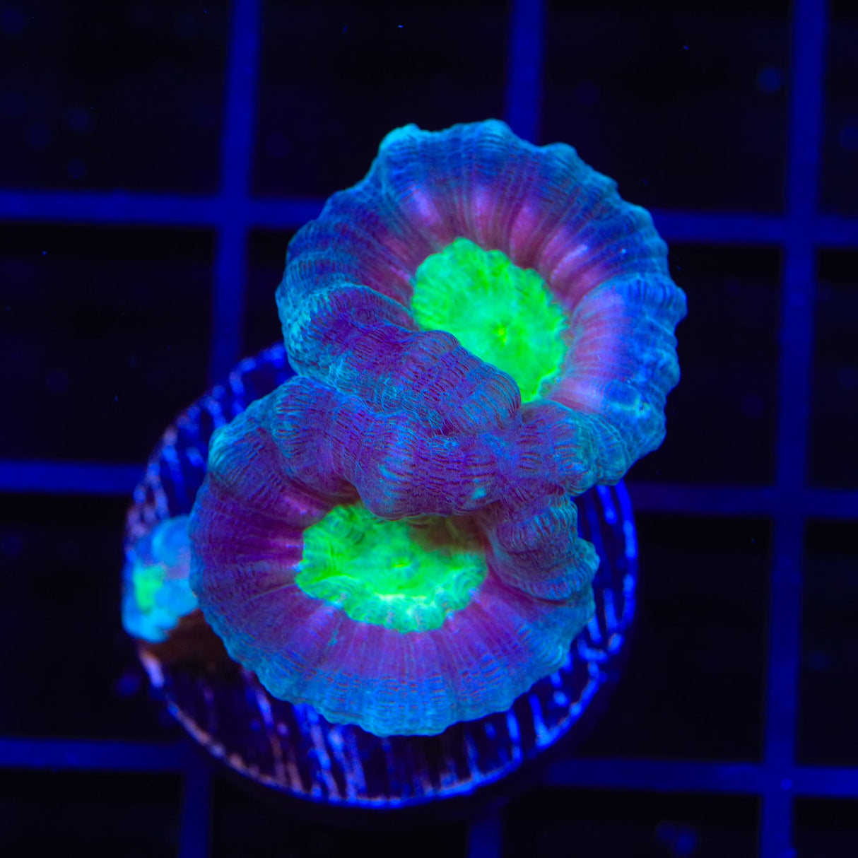 Mammoth Candy Cane Coral