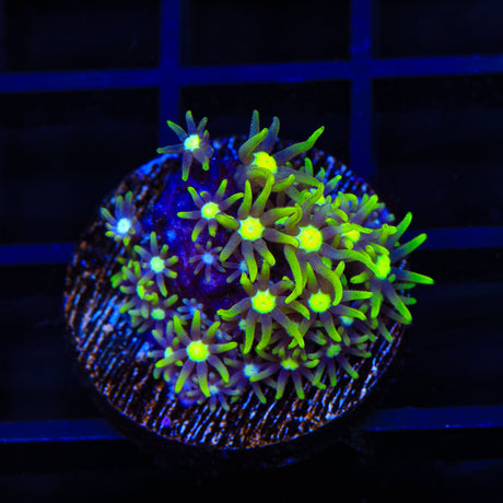 Metallic Green Center Star Polyps Coral