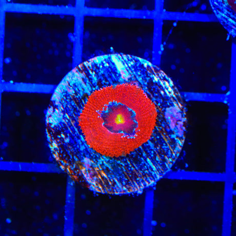 Death Eye Acan Coral