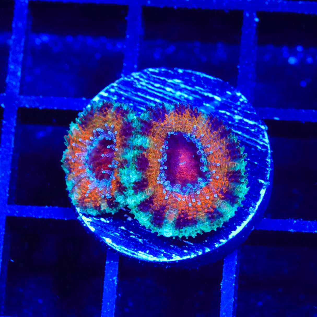 Rainbow Acan Coral