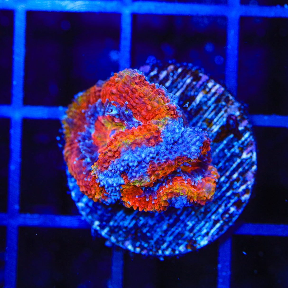 Rainbow Acan Coral