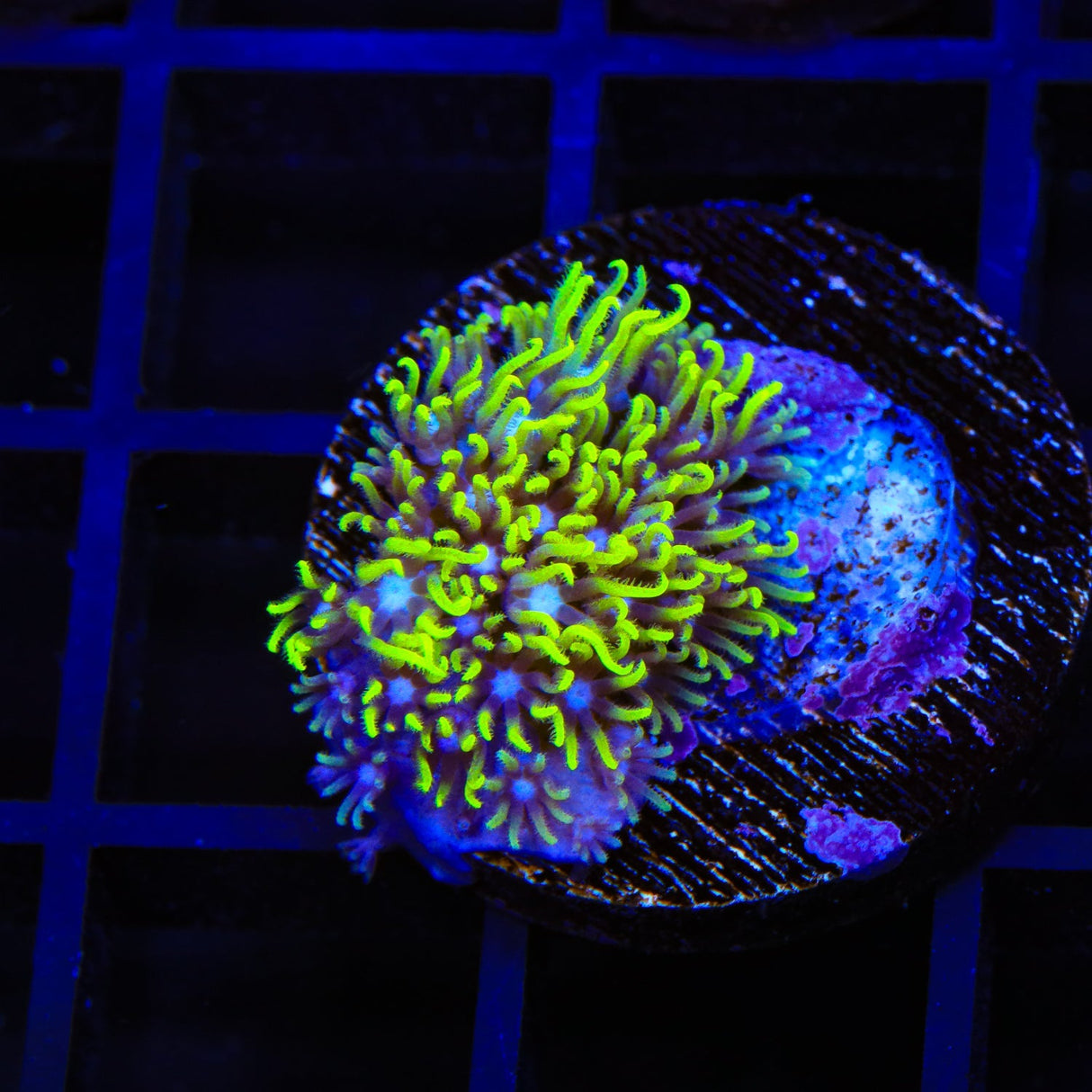 Blue Eye Star Polyps Coral – Top Shelf Aquatics