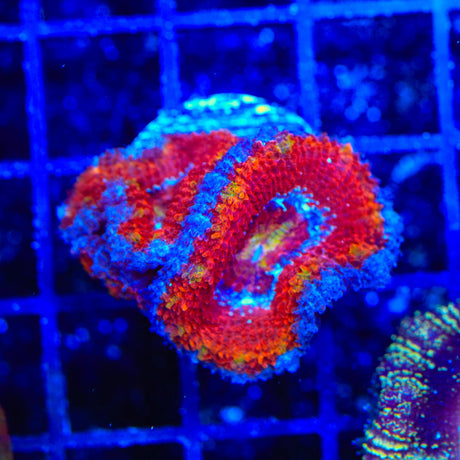 Rainbow Acan Coral