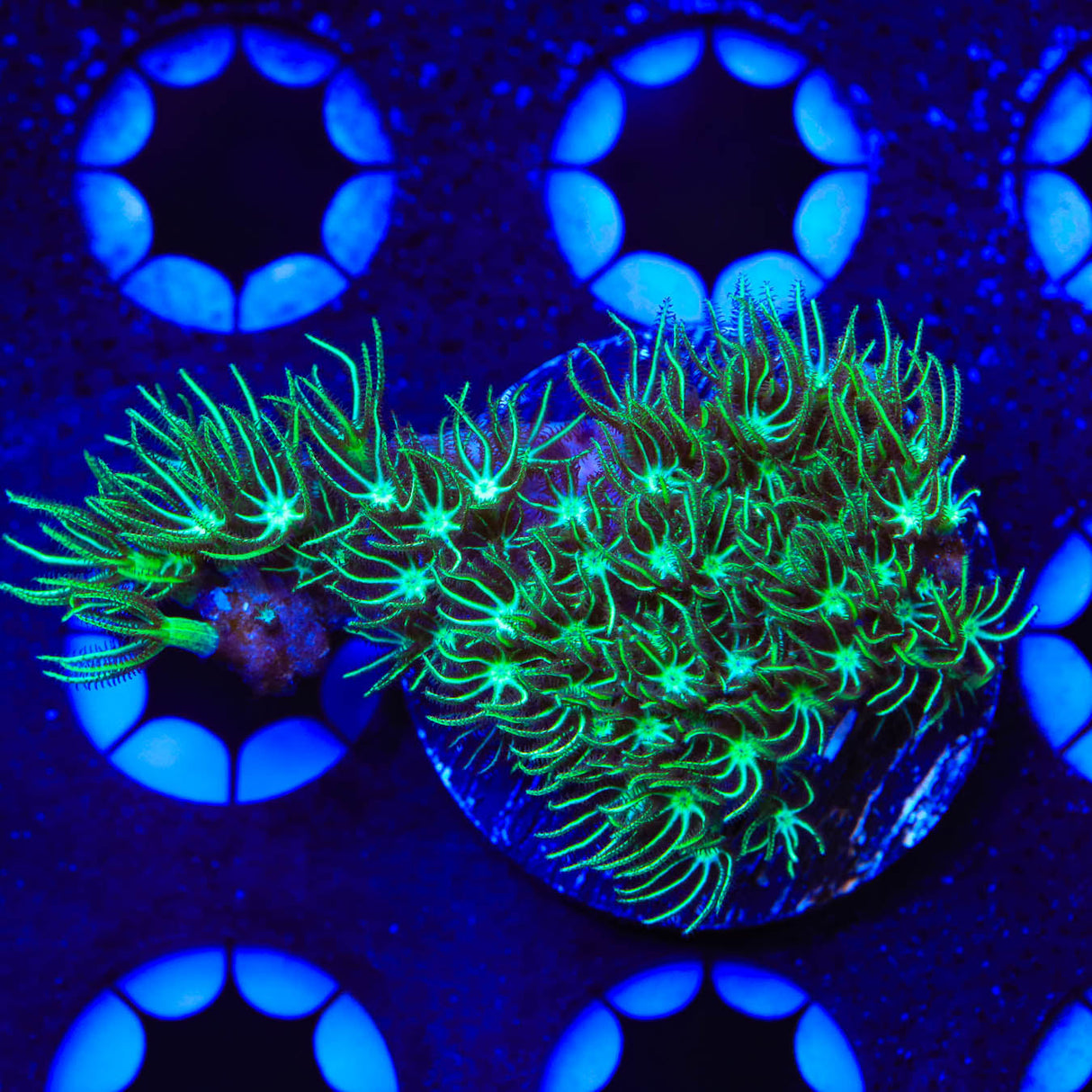 Mint Star Polyps Coral - Top Shelf Aquatics