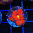 Hyper Wave Acan Coral