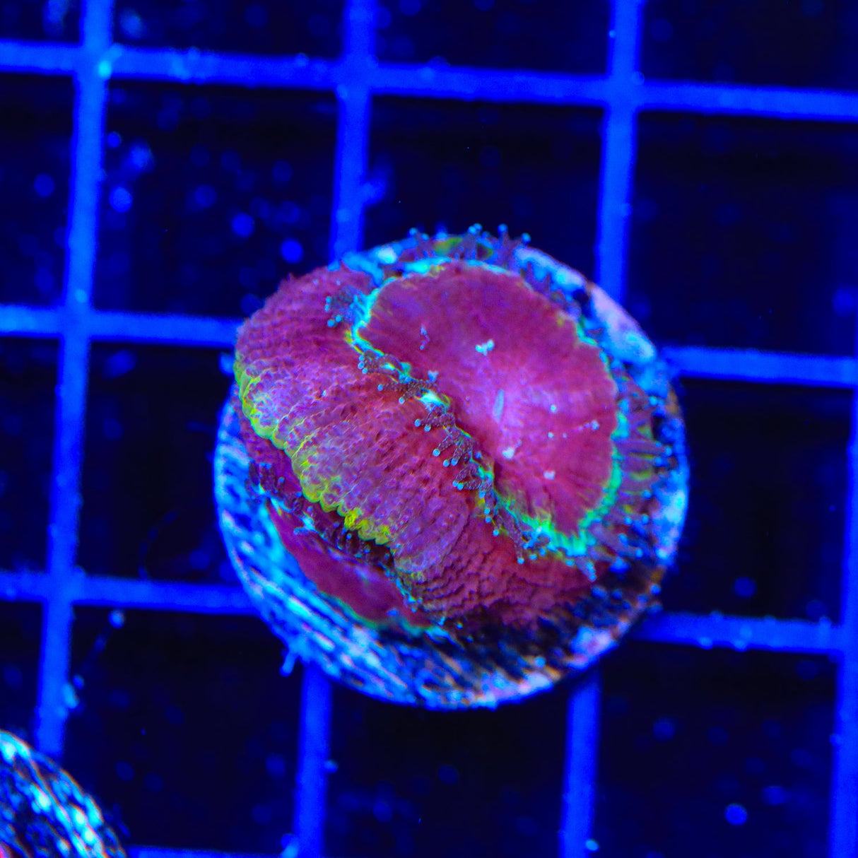 Rainbow Acan Coral