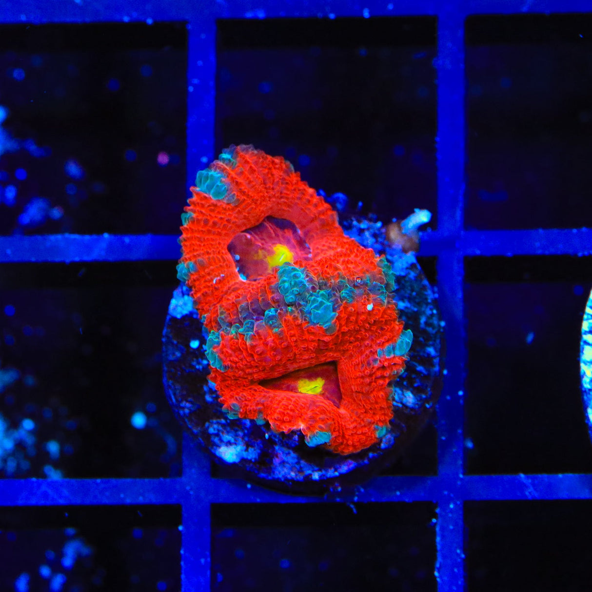 Hyper Wave Acan Coral