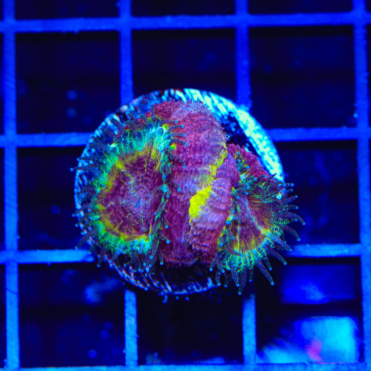 Rainbow Acan Coral