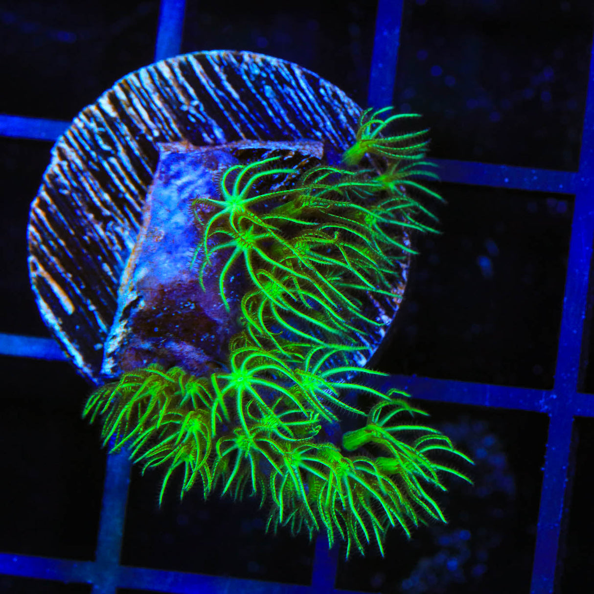 Mint Star Polyps Coral