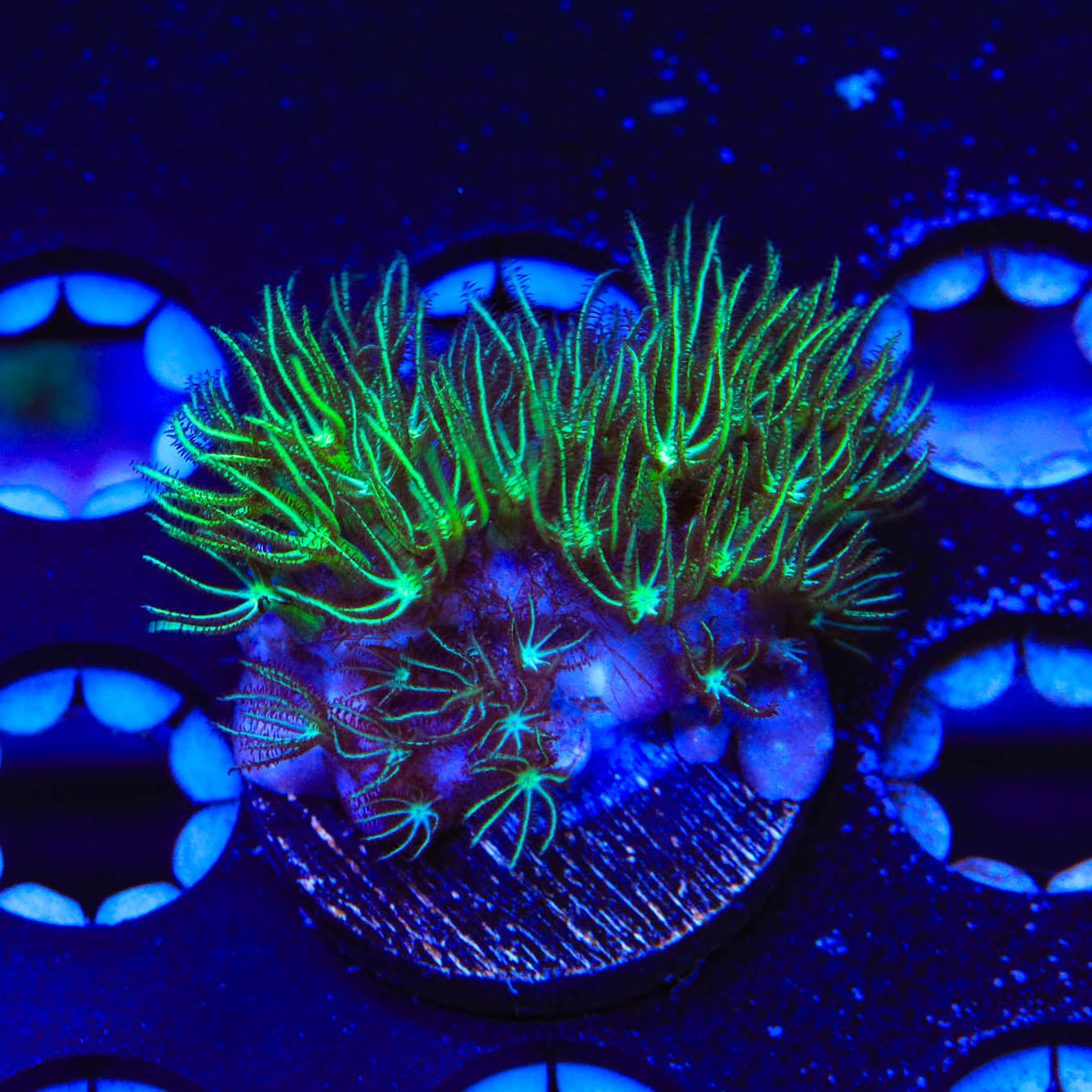 Mint Star Polyps Coral - Top Shelf Aquatics