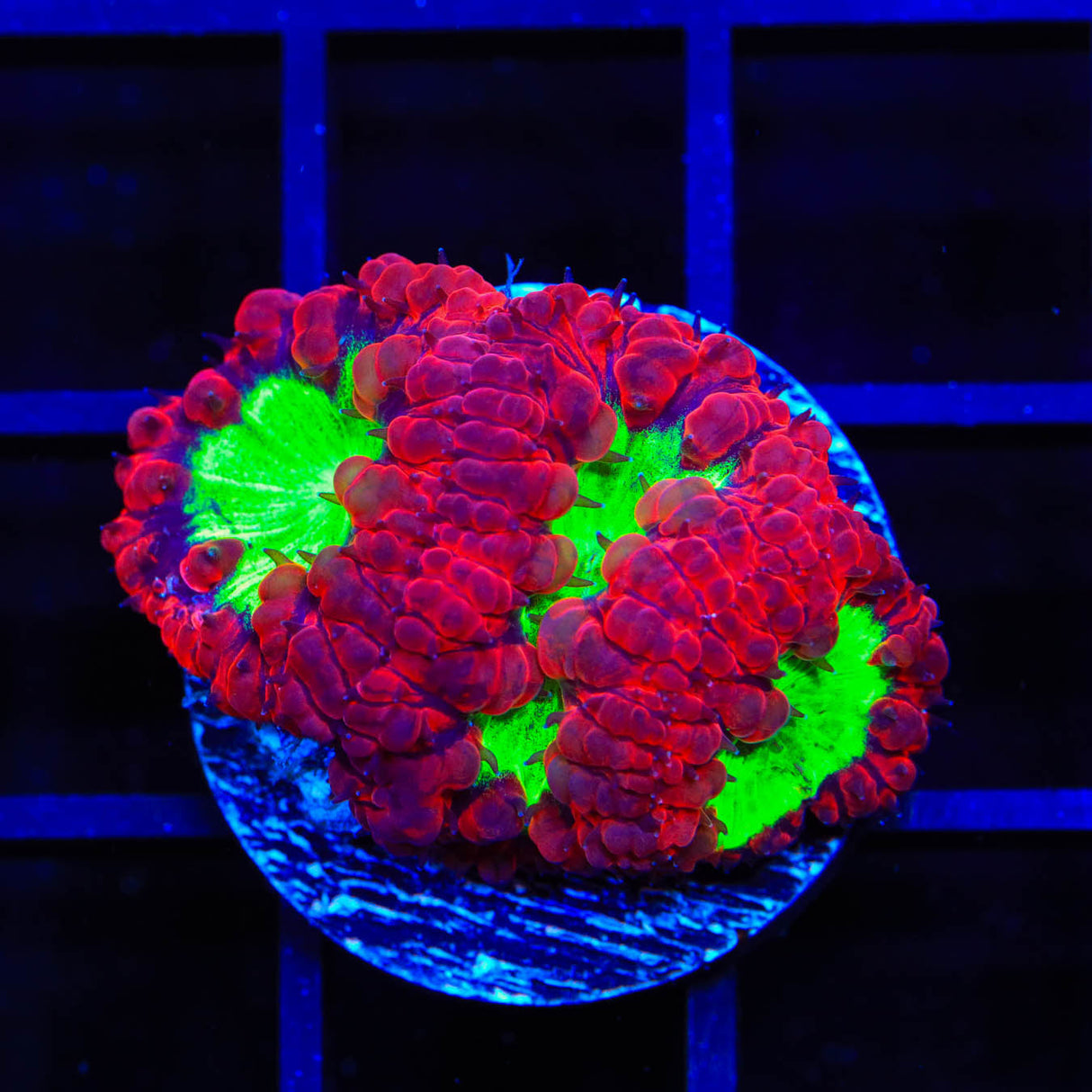 Ultra Blastomussa Coral