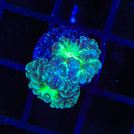 TSA Shamrock Blastomussa Coral