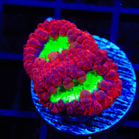 Ultra Blastomussa Coral
