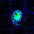 Raspberry Blastomussa Coral