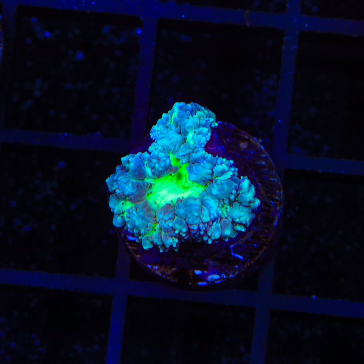 Raspberry Blastomussa Coral