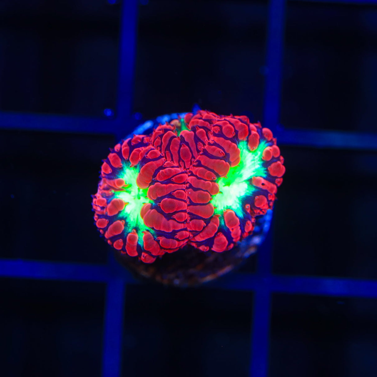 Ultra Blastomussa Coral