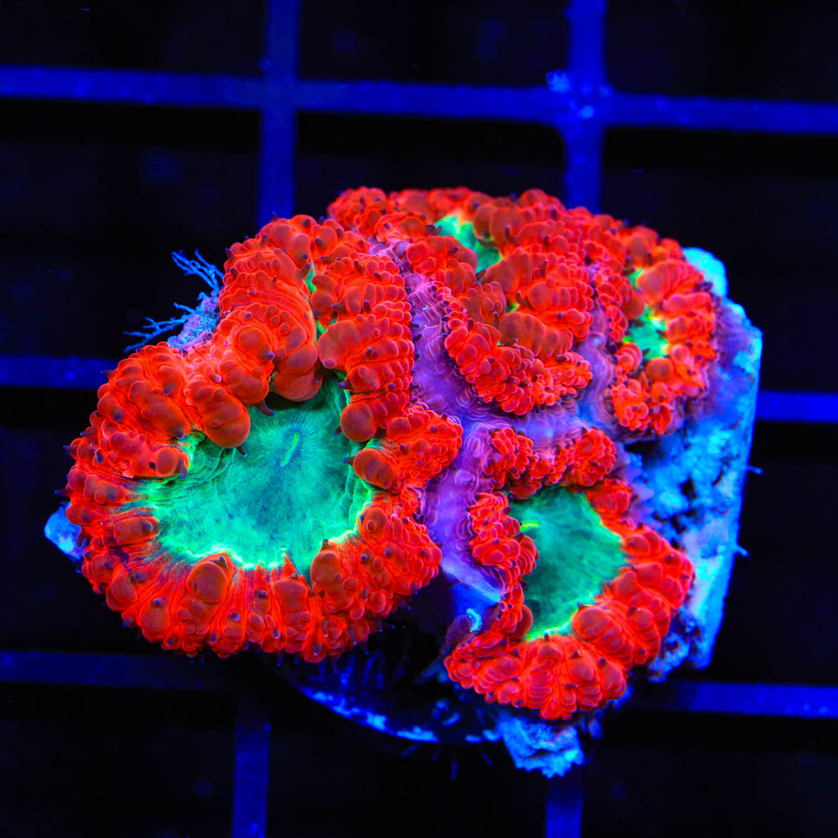Ultra Blastomussa Coral
