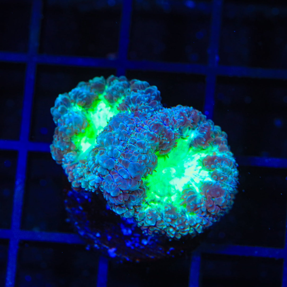 Cherrymelon Blastomussa Coral