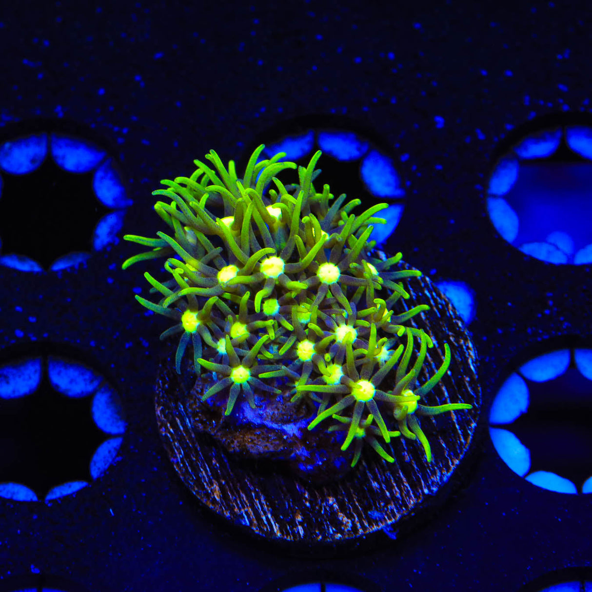 Metallic Green Center Star Polyps Coral - Top Shelf Aquatics