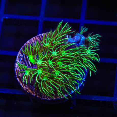 Mint Star Polyps Coral