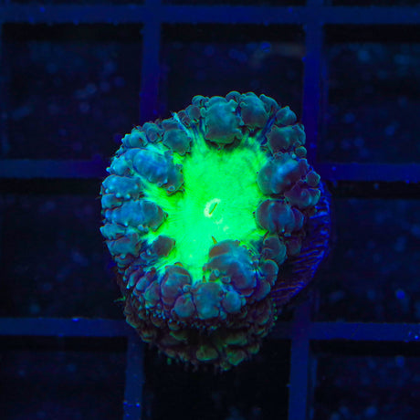 Blue Raspberry Blastomussa Coral