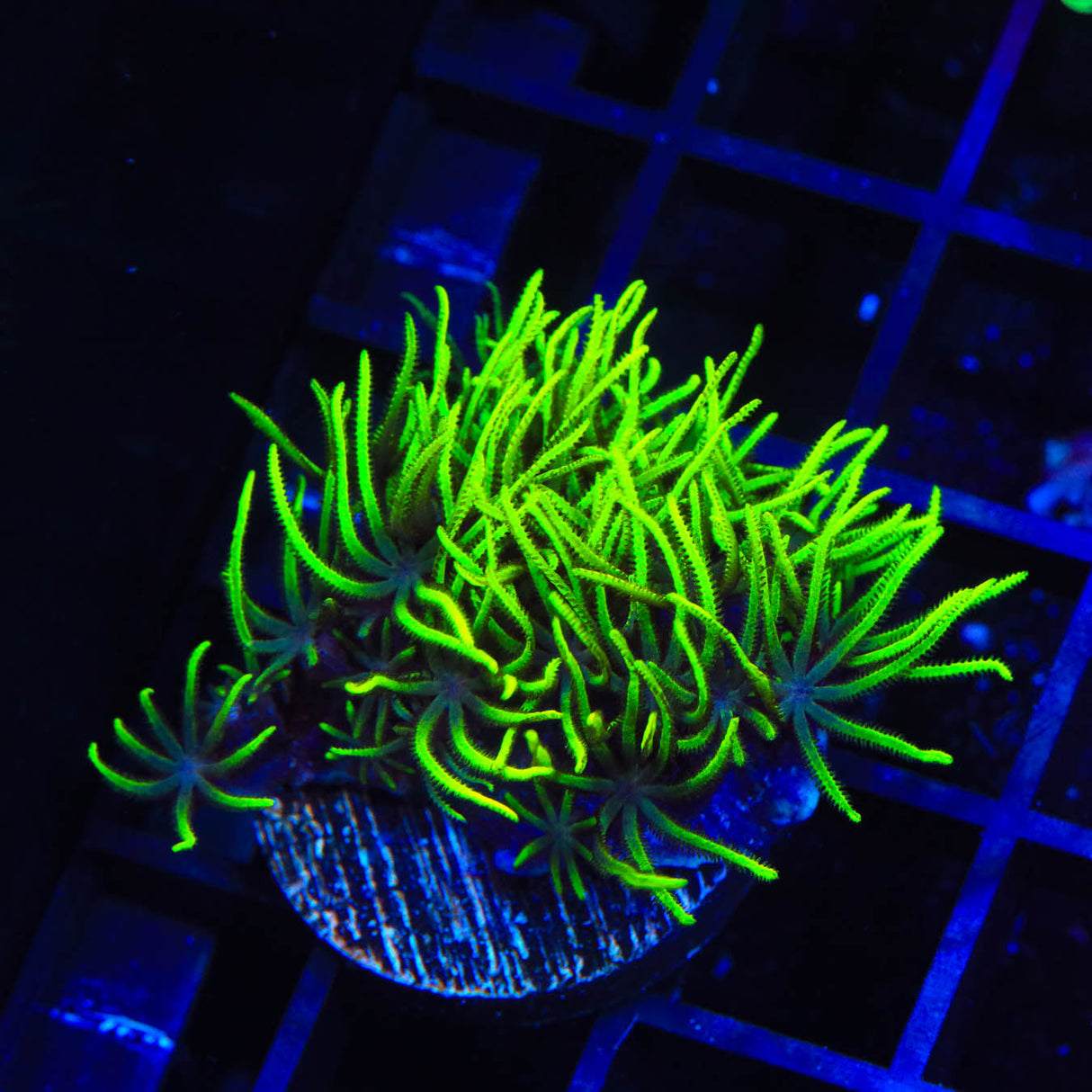 Green Star Polyps Coral