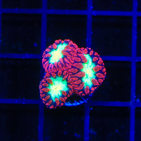 Cherrymelon Blastomussa Coral