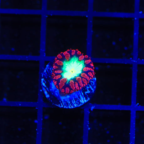 Cherrymelon Blastomussa Coral