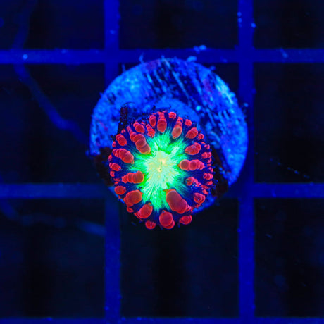 Ultra Blastomussa Coral