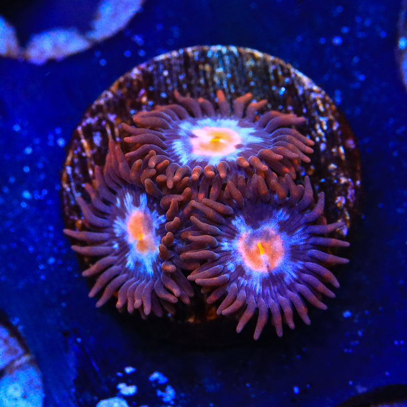 Glow Pop Zoanthid Coral