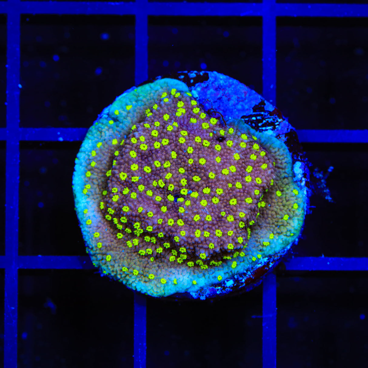 JF Yellow Fever Montipora Coral