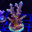 RRC Pink Cadillac Acropora Coral